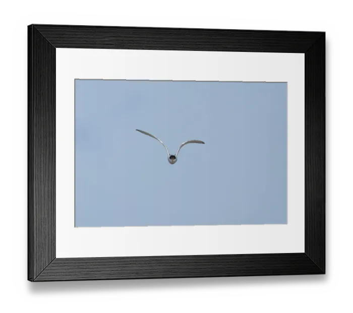Framed Print : Common tern (Sterna hirundo) adult bird in flight in a blue sky