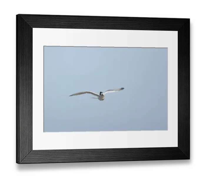 Framed Print : Sandwich tern (Thalasseus sandvicensis) adult bird shaking in flight Framed Print : Sandwich tern (Thalasseus sandvicensis) adult bird shaking in flight