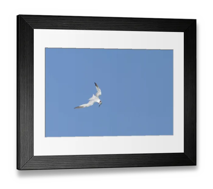 Framed Print : Sandwich tern (Thalasseus sandvicensis) adult bird in flight