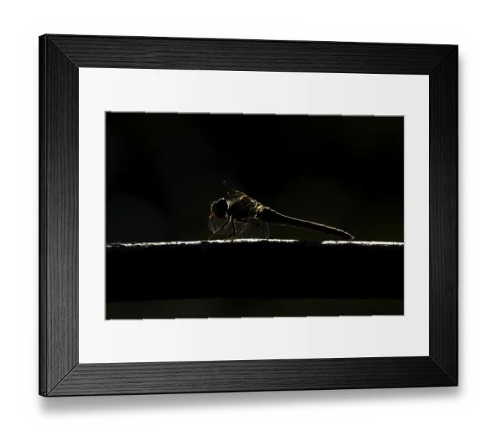 Framed Print : Common darter dragonfly (Sympetrum striolatum) adult insect resting on wood backlit in summer