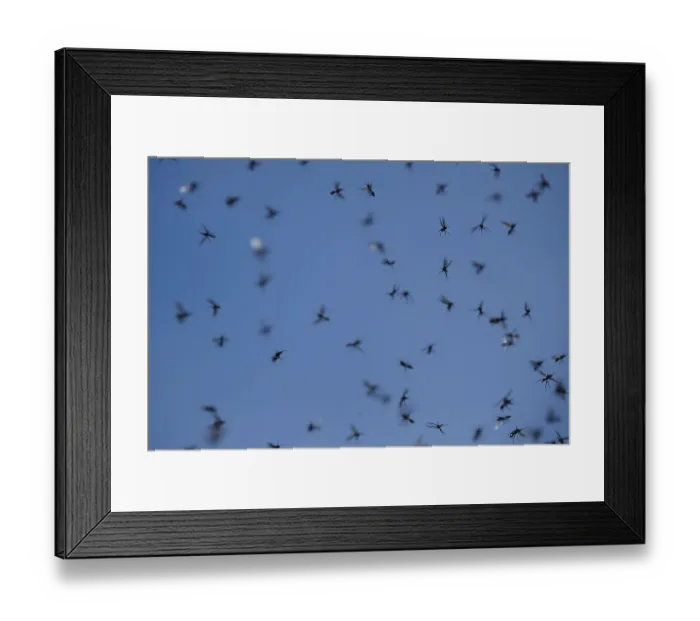 Framed Print : ibxaja09639273.jpg