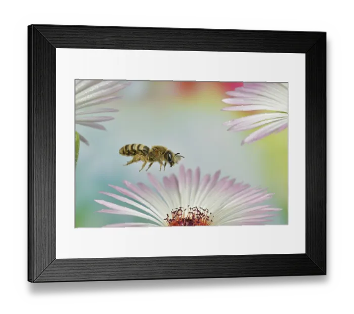 Framed Print : ibxasy09550972.jpg