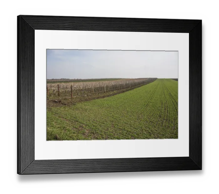 Framed Print : Cultivation area in spring, vineyard