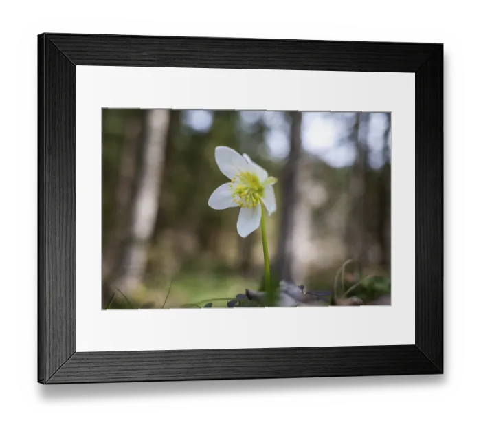 Framed Print : Snow rose (Helleborus niger), near TragoB