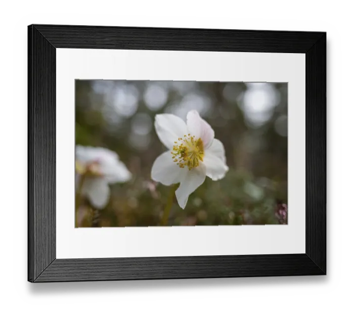 Framed Print : Snow rose (Helleborus niger), near TragoB