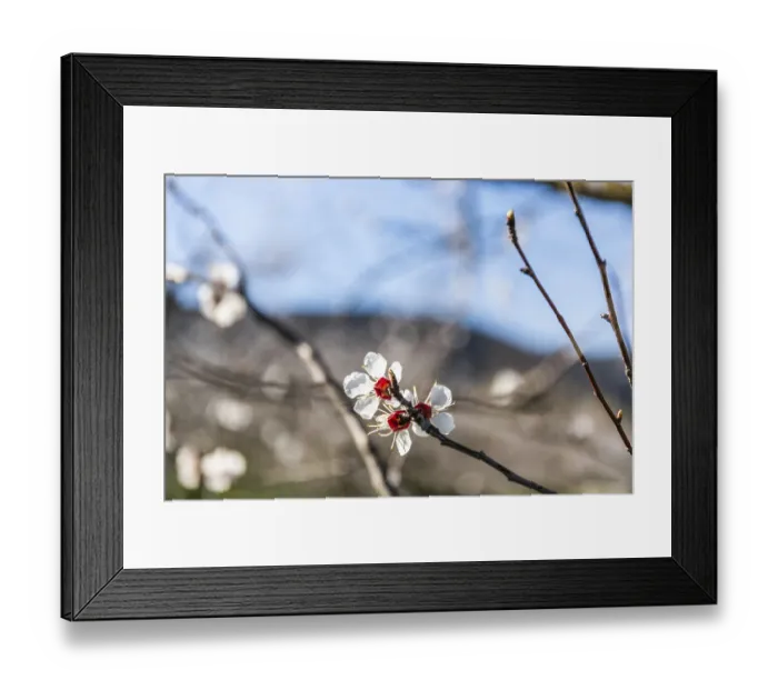 Framed Print : Blue sky, apricot blossom, apricot blossom