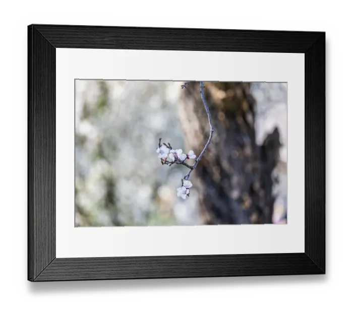 Framed Print : Apricot blossom, apricot blossom