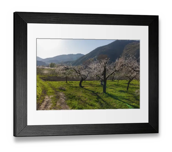 Framed Print : Apricot blossom, blossoming apricot trees