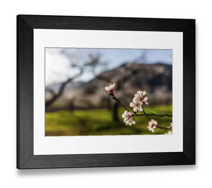 Framed Print : Apricot blossom, apricot blossom