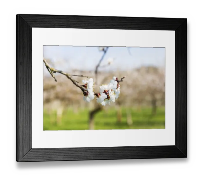 Framed Print : Apricot blossom, apricot blossom Framed Print : Apricot blossom, apricot blossom