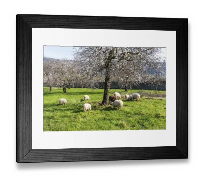 Framed Print : Sheep under an apricot tree, apricot blossom