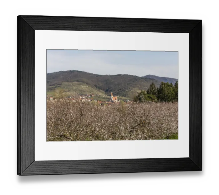Framed Print : Apricot blossom, blossoming apricot trees on the banks of the Danube