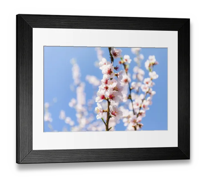 Framed Print : Apricot blossom, blossoming apricot branch