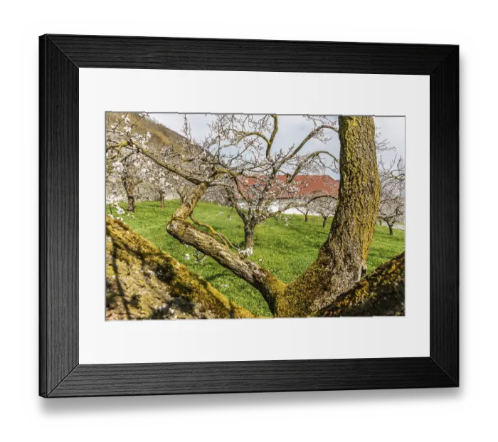 Framed Print : Apricot trees (Prunus armeniaca) in bloom
