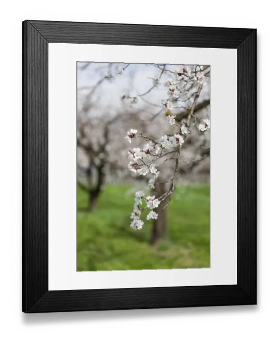 Framed Print : Apricot blossom, blossoming apricot branch