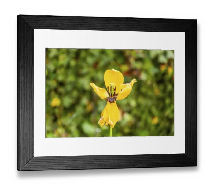 Framed Print : Yellow tulip (Tulipa), Leoben, Styria, Austria Framed Print : Yellow tulip (Tulipa), Leoben, Styria, Austria