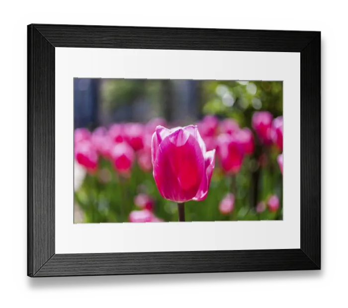 Framed Print : Red tulips (Tulipa), Leoben, Styria, Austria Framed Print : Red tulips (Tulipa), Leoben, Styria, Austria