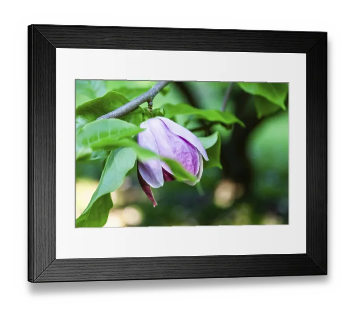 Framed Print : Blossoms of a magnolia (Magnolia)