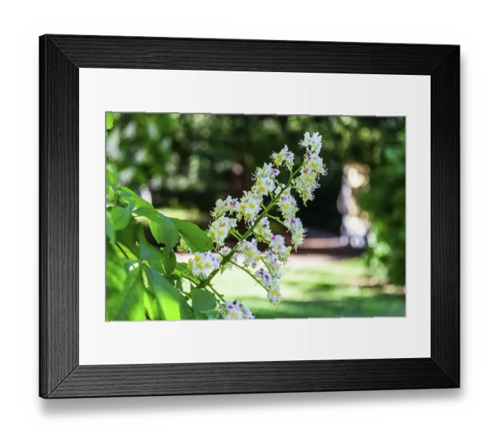 Framed Print : Blossoms of the young chestnut (Castanea)