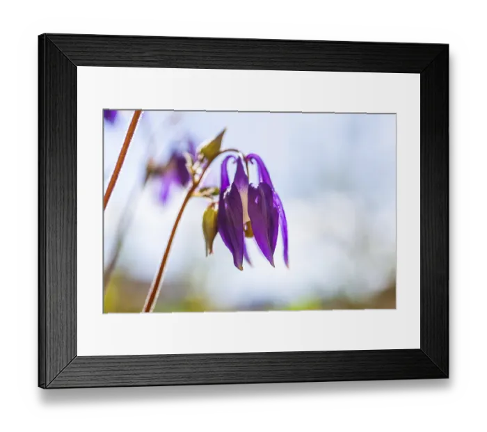 Framed Print : Columbine (Aquilegia), Leoben, Styria, Austria