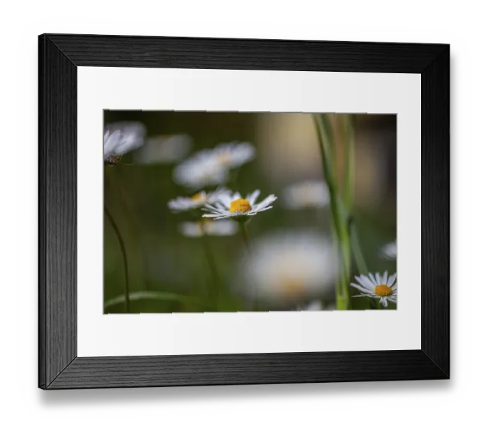 Framed Print : Daisy (Bellis perennis), daisy in a meadow