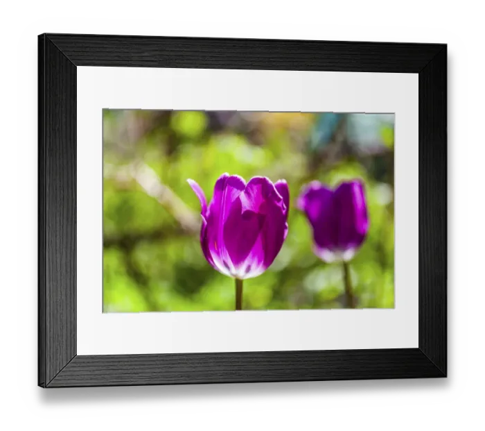 Framed Print : Tulips (Tulipa), Leoben, Styria, Austria Framed Print : Tulips (Tulipa), Leoben, Styria, Austria