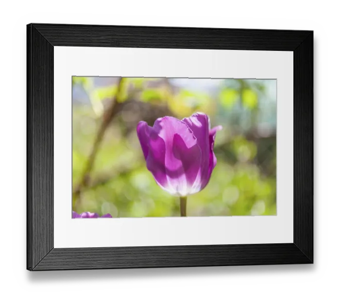 Framed Print : Tulip (Tulipa), Leoben, Styria, Austria Framed Print : Tulip (Tulipa), Leoben, Styria, Austria