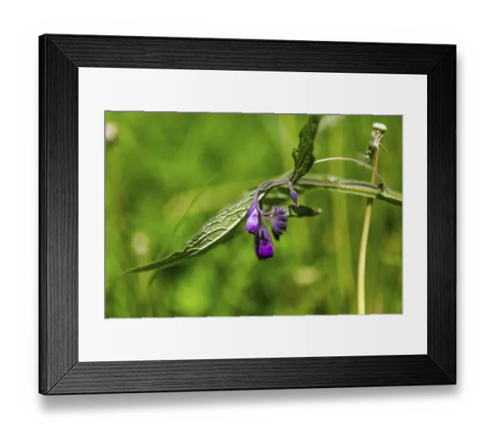 Framed Print : Common comfrey (Symphytum officinale) Framed Print : Common comfrey (Symphytum officinale)