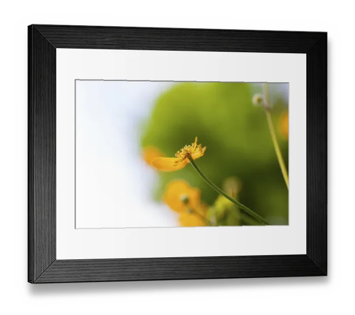 Framed Print : Flower meadow, view upwards, Ranunculus acris Framed Print : Flower meadow, view upwards, Ranunculus acris