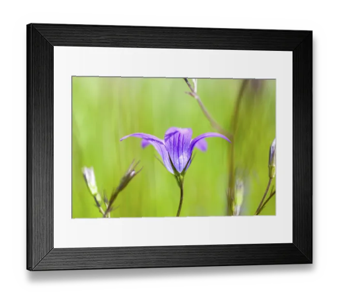 Framed Print : Meadow bellflower (Campanula patula)