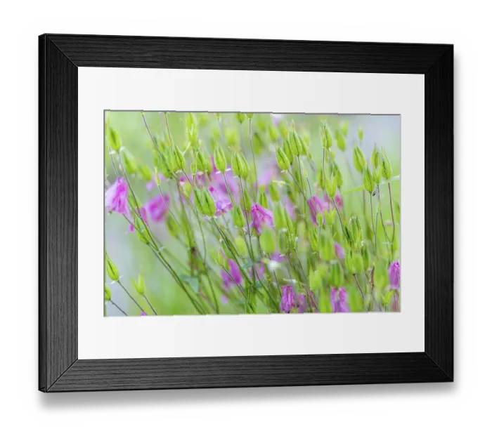 Framed Print : Columbine (Aquilegia vulgaris)