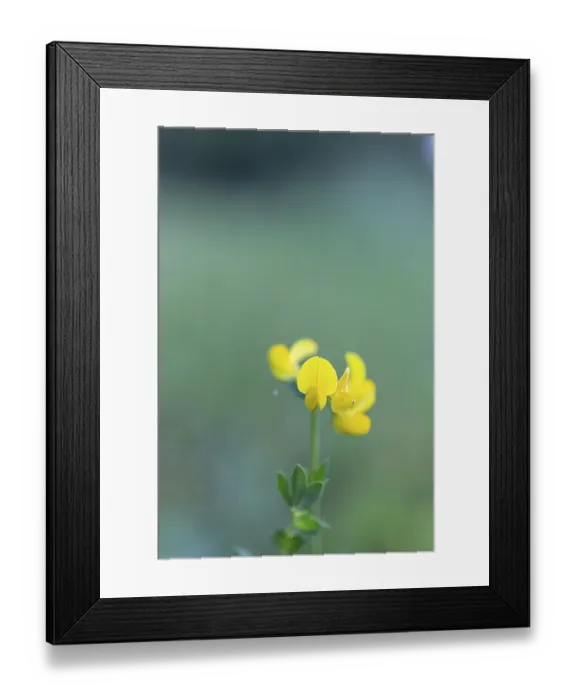 Framed Print : Bird's-foot Trefoil (Lotus corniculatus)
