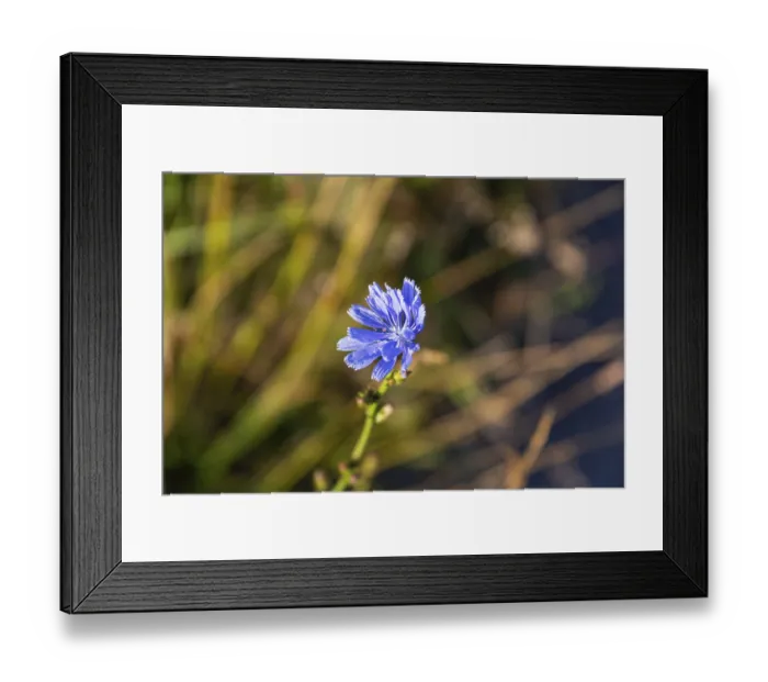 Framed Print : Chicory (Cichorium intybus), Riegersburg Framed Print : Chicory (Cichorium intybus), Riegersburg