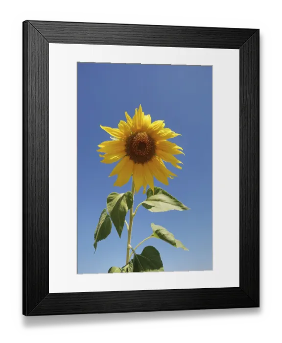 Framed Print : Sun flower field