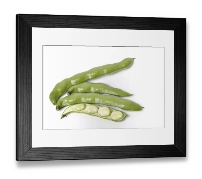 Framed Print : Broad beans on a white background studio shots