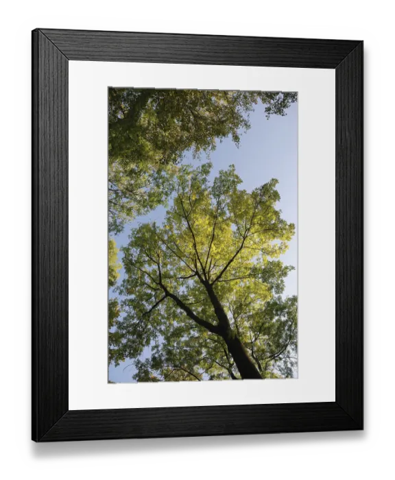 Framed Print : Tree in autumn colors, View upward through tree canopy with sunlight shining through leaves