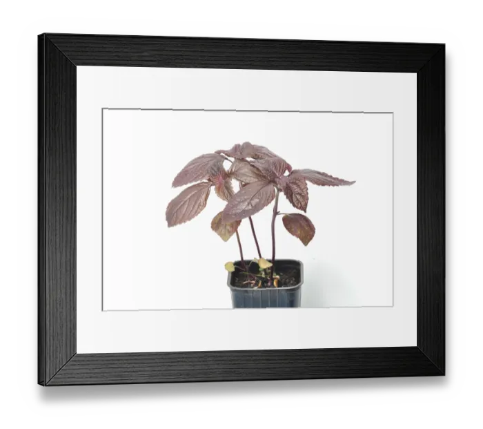 Framed Print : Perilla shiso on a white background