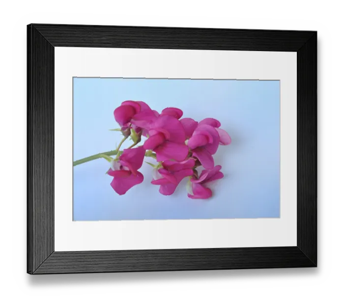 Framed Print : Sweet peas on a blue background Framed Print : Sweet peas on a blue background