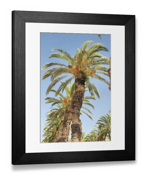 Framed Print : Date palm Framed Print : Date palm