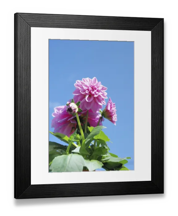 Framed Print : Dahlia, View of pink dahlias set against a bright blue sky