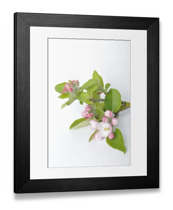 Framed Print : Apple blossoms on a white background