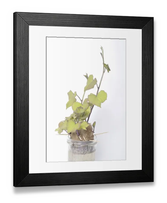 Framed Print : Sweet potato sprouts in a jar, A sweet potato sprouting in a jar with visible roots and green leaves