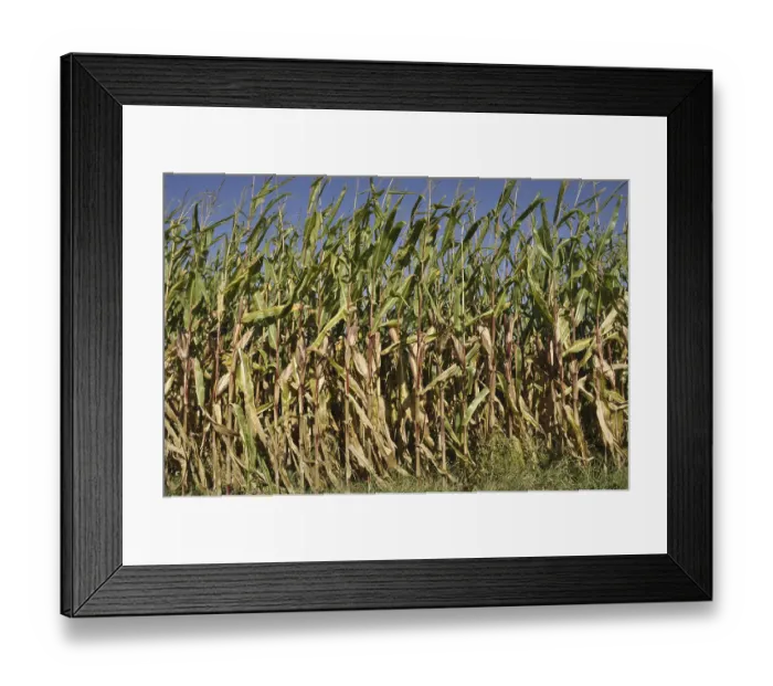 Framed Print : Corn field