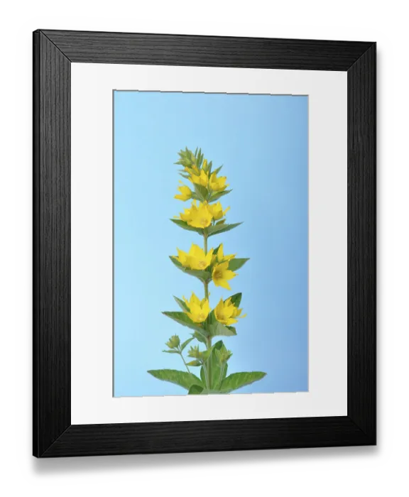 Framed Print : Lysdimachus on a blue background studio shots