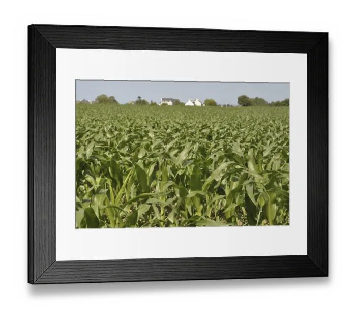 Framed Print : Expansive green cornfield under a clear blue sky with distant houses visible on the horizon