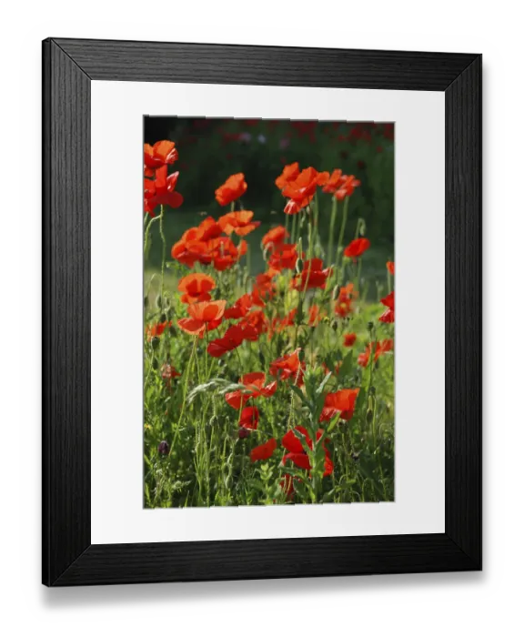 Framed Print : Common poppies, Bright red poppies in a sunlit field