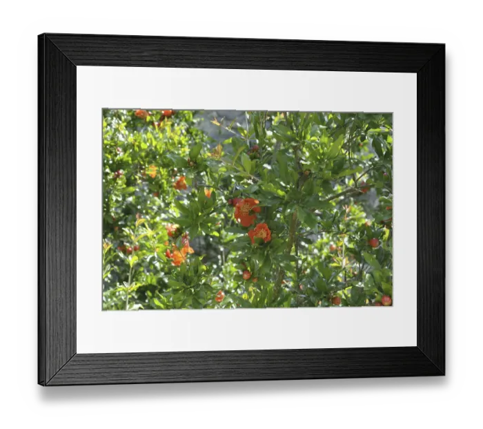 Framed Print : Pomegranate tree in bloom, Pomegranate tree with vibrant orange flowers among lush green leaves in a sunny setting