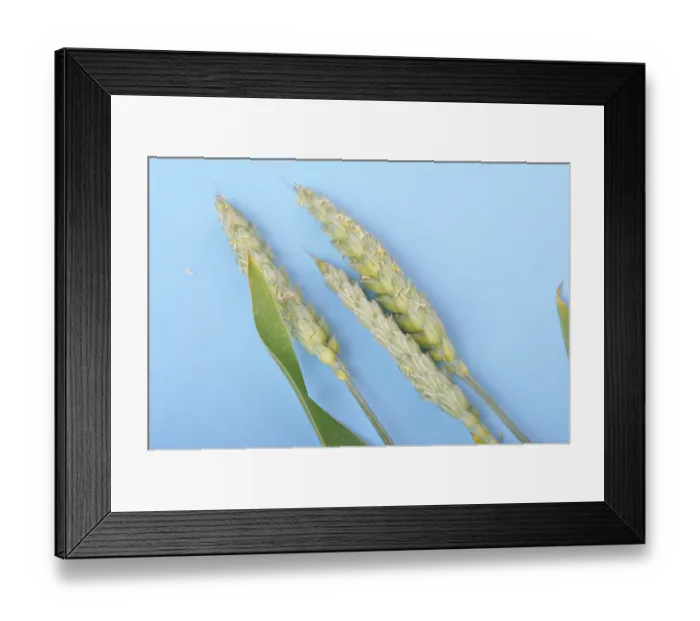 Framed Print : Wheat ears in bloom on a blue background Framed Print : Wheat ears in bloom on a blue background