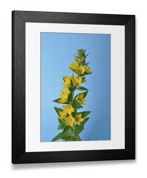 Framed Print : Lysdimachus on a blue background studio shots