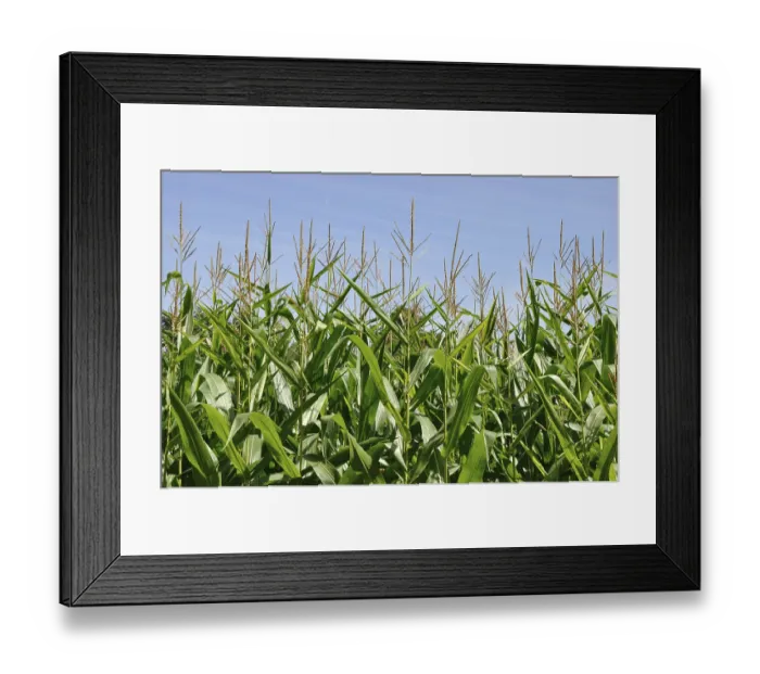 Framed Print : Field of corn
